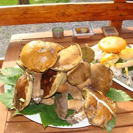 Alojamento de Acomodação e Pequeno-almoço Forest View *