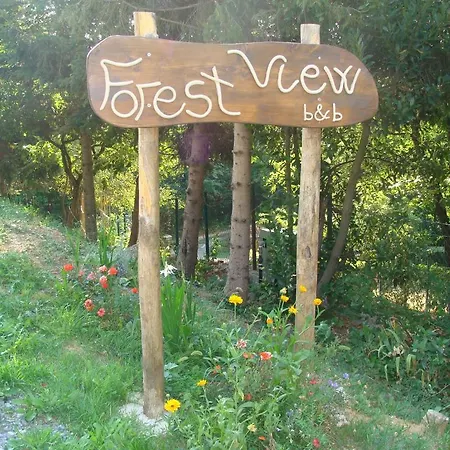 Forest View * Gavi